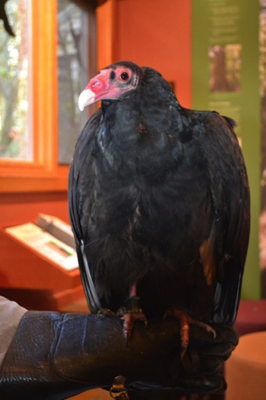 Turkey Vulture named Ruby